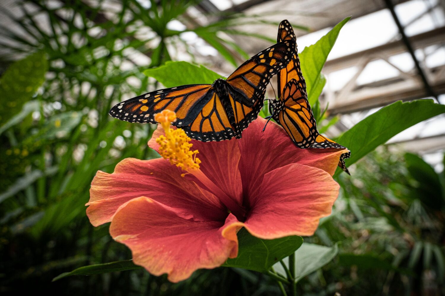 Two monarch butterflies on a pink hibiscus flower